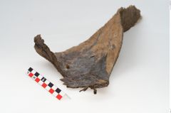 Etikett zu Rohhaut (NHMW-PRAE-126313)
